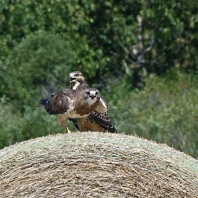 Juvenile Swainson's Hawks