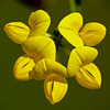 Bird's-foot Trefoil / Lotus corniculatus