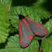 Cinnabar (Tyria jacobaeae) moth