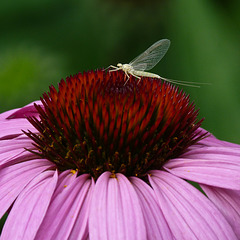 Mayfly on Echinacea