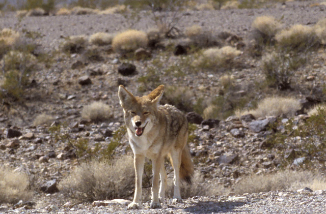 Coyote begging