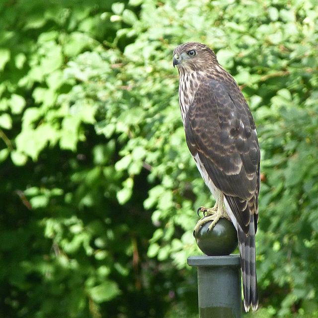 Juvenile Cooper's Hawk / Accipiter cooperii