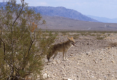 Coyote begging