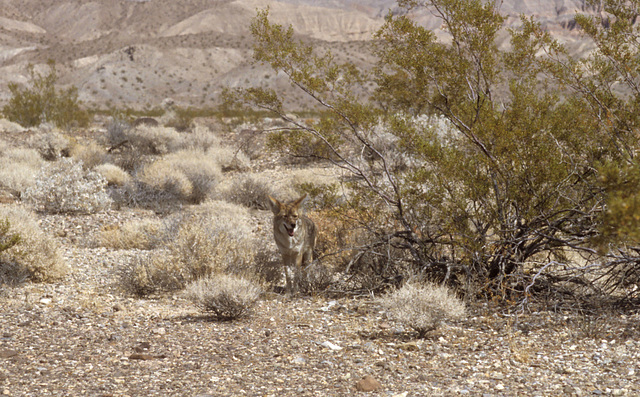 Coyote begging