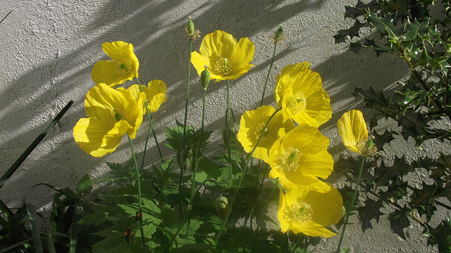 9 icelandic poppies