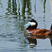 Ruddy Duck / Oxyura jamaicensis