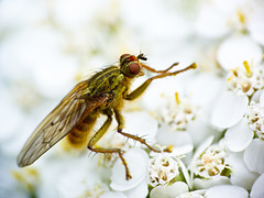 Golden Dung Fly / Scathophaga stercoraria