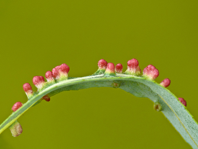 Insect galls on a Willow leaf
