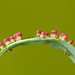 Insect galls on a Willow leaf