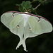 American moon moth (Actias luna)