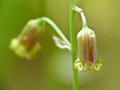 Bronzebells / Stenanthium occidentale