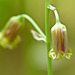 Bronzebells / Stenanthium occidentale