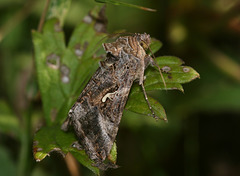 Silver Y moth (Autographa gamma)
