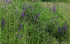 Salvia pratensis