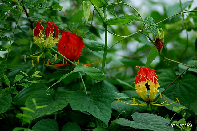 20070912-0697 Gloriosa superba L.