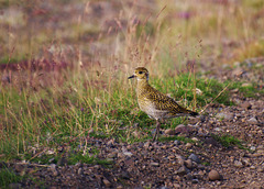 Young golden plover