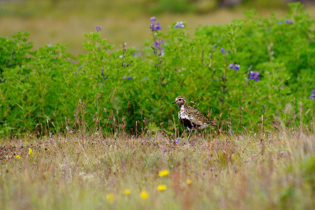 Golden plover