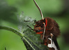 Garden Tiger (Arctia caja) moth
