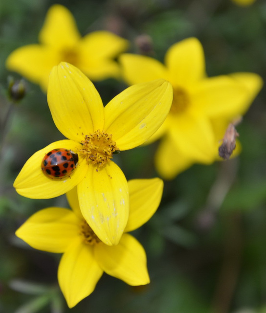 Jolie coccinelle