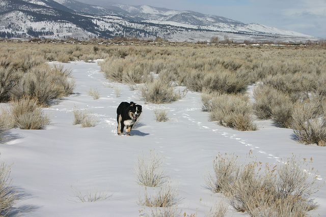 Jack running