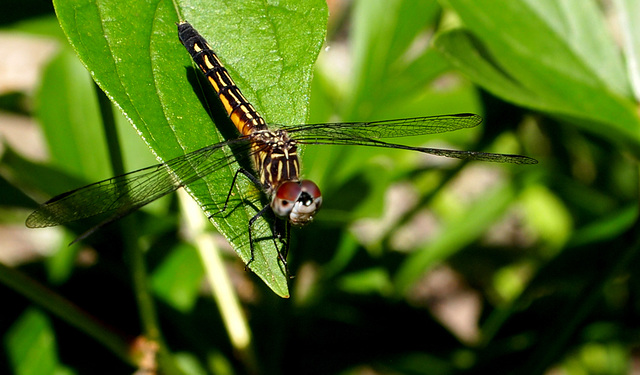 Dragonfly