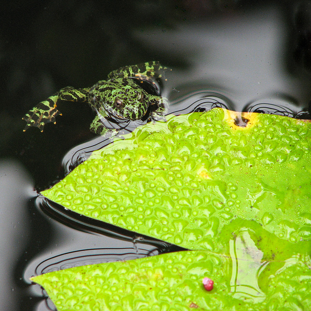 Red-bellied toad / genus Bombina