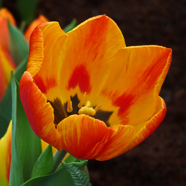 Tulip with hearts