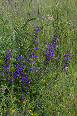 Salvia pratensis (2)