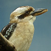 Laughing Kookaburra