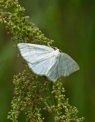 Delicate moth on delicate plant