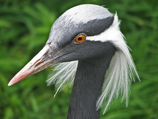 Demoiselle Crane