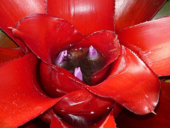 At the heart of a Bromeliad