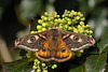 Emperor moth (Saturnia pavonia)