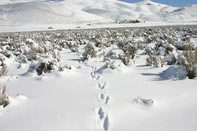 Washoe Valley