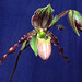 Paphiopedilum Shireen