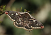 Emperor moth (Saturnia pavonia)