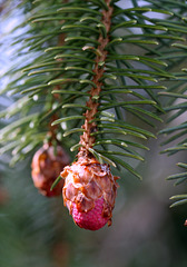 Young Mountain Hemlock Cones (Tsuga mertensiana)