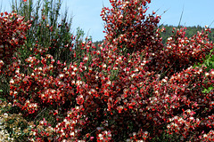 Cytisus sp