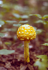 Yellow Patches Mushroom (Amanita flavoconia)