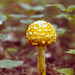 Yellow Patches Mushroom (Amanita flavoconia)