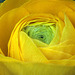 Yellow Ranunculus