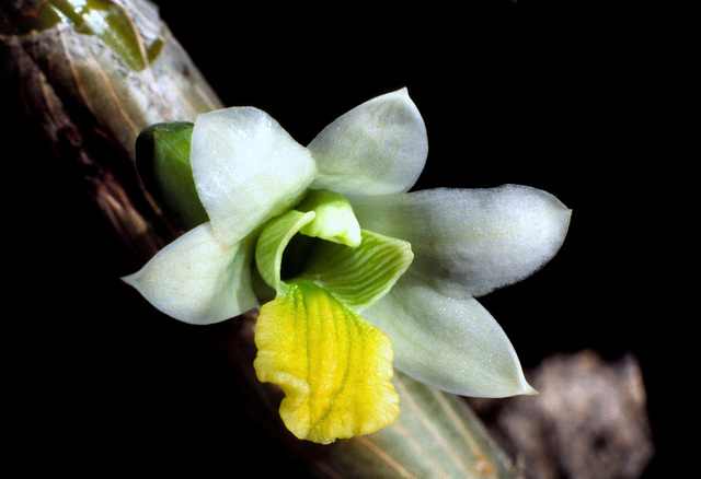 Dendrobium scabrilingue