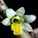 Dendrobium scabrilingue