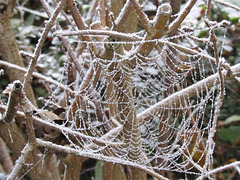 Reifüberzogenes Spinnennetz