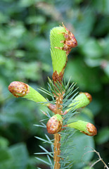 Sitka Spruce Seedling (Picea sichensis)