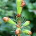 Sitka Spruce Seedling (Picea sichensis)