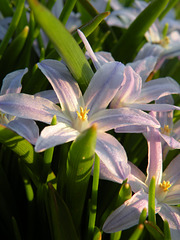 Chionodoxa forbesii