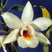 Dendrobium fuerstenbergianum