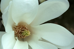 Magnolia