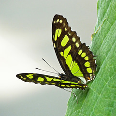 Malachite butterfly / Siproeta stelenes
